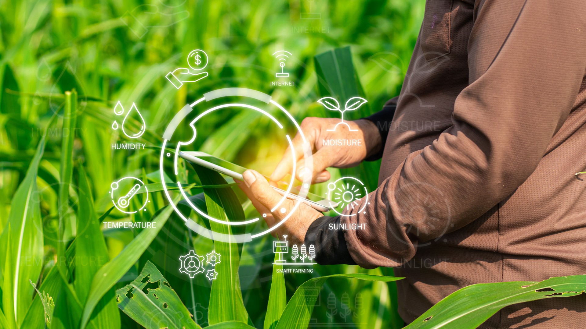 Agriculture technology farmer man using tablet computer analysis data and visual icon. vegetable seedlings in cultivated agricultural field with graphic concepts modern agricultural technology