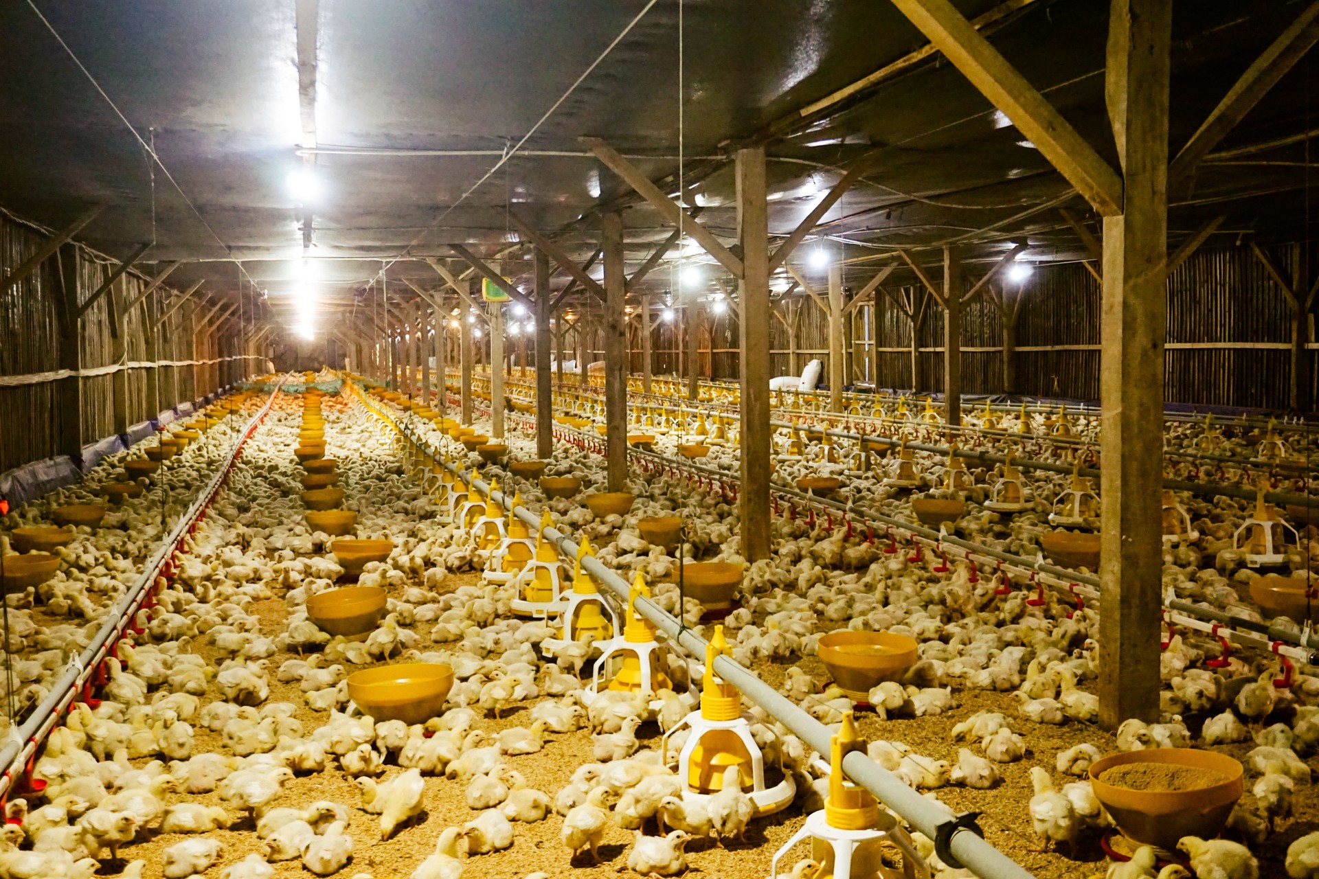 Tons of Little Broiler Chickens in Smart Traditional Indoor Poultry Farm with Automatic Feeding