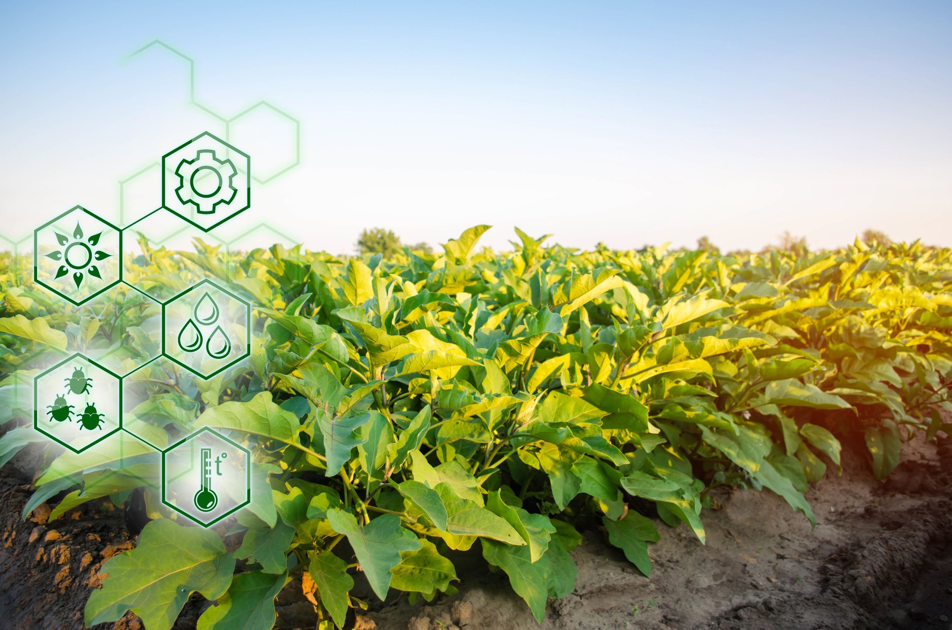 Eggplant in the field. Scientific work and development of new methods and selection of varieties. High technologies and innovations in agro-industry. Investing in farming. Study quality of soil