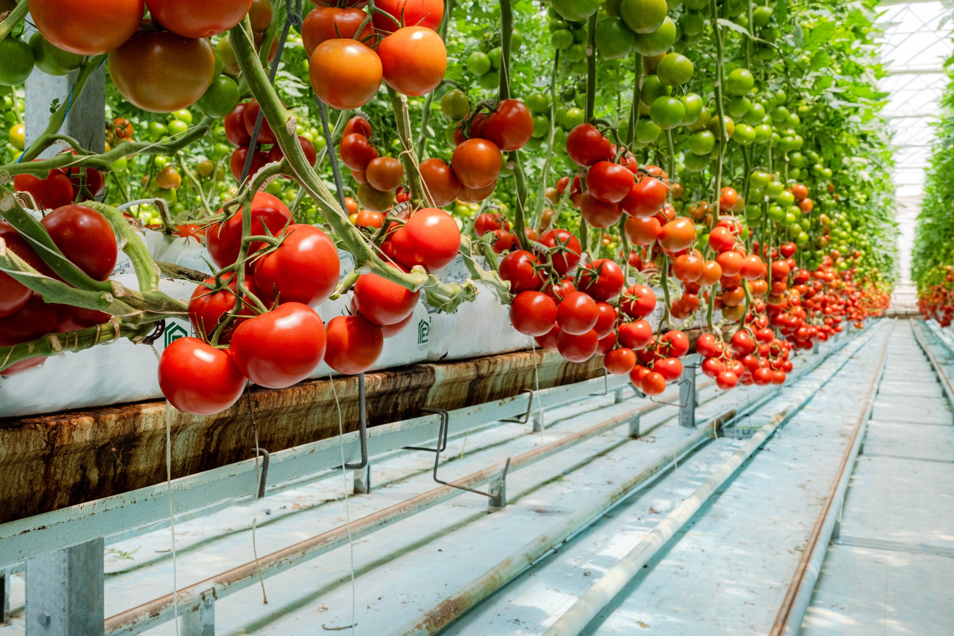 soilless agriculture